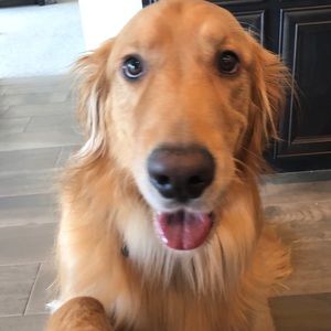 Meet your Posher, Morgan